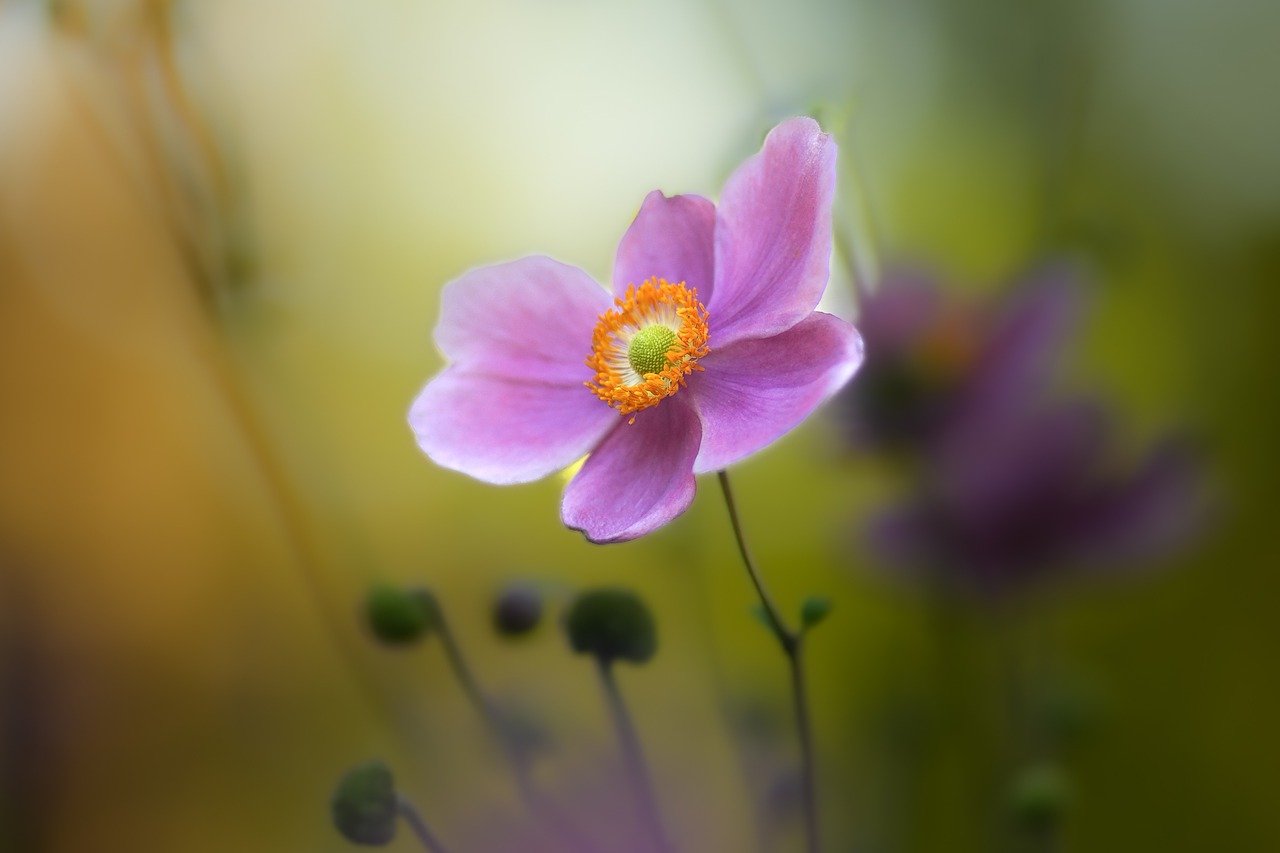 pink flower