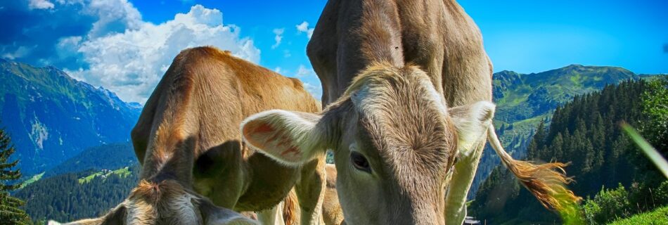 cows, cattle, farm-2641195.jpg