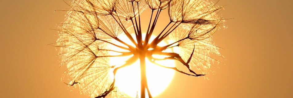 dandelion, sun, backlighting, silhouette, flower, seeds, orange sun, sunset, dusk, twilight, orange sky, nature, sun, sun, sun, sun, sun, flower background, beautiful flowers, flower, flower wallpaper, sunset