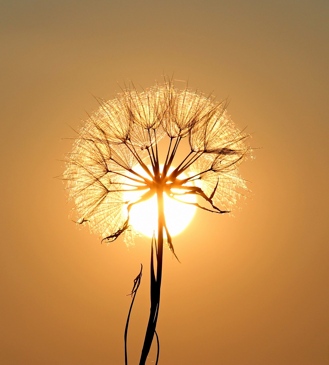 dandelion, sun, backlighting, silhouette, flower, seeds, orange sun, sunset, dusk, twilight, orange sky, nature, sun, sun, sun, sun, sun, flower background, beautiful flowers, flower, flower wallpaper, sunset