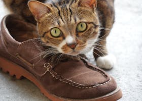 Adorable tabby cat exploring a brown shoe, displaying its curious nature and bright green eyes.