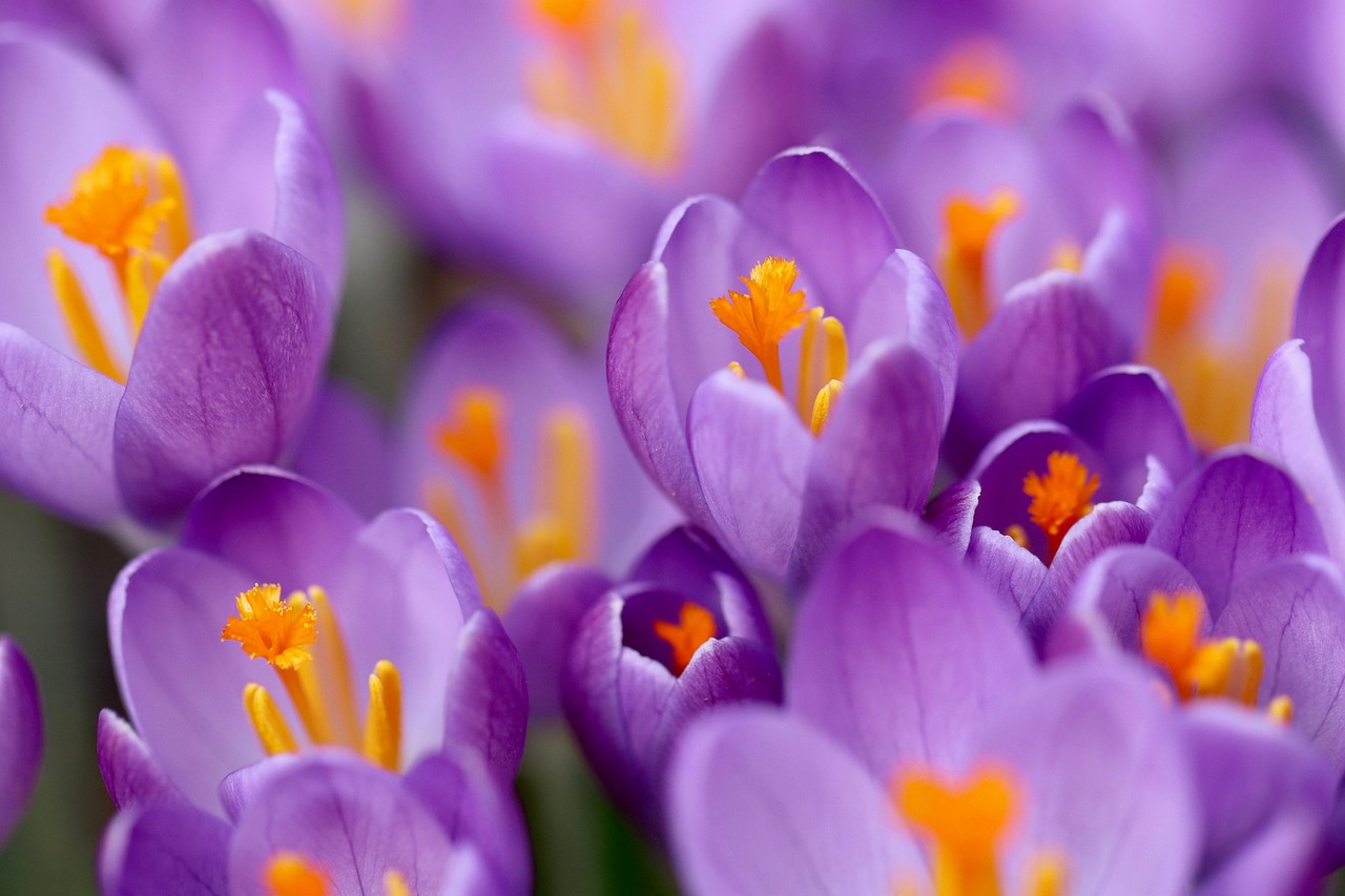crocuses, purple flowers, early bloomer, stamens, petals, early spring, bloom, crocuses, early spring, bloom, bloom, bloom, bloom, bloom